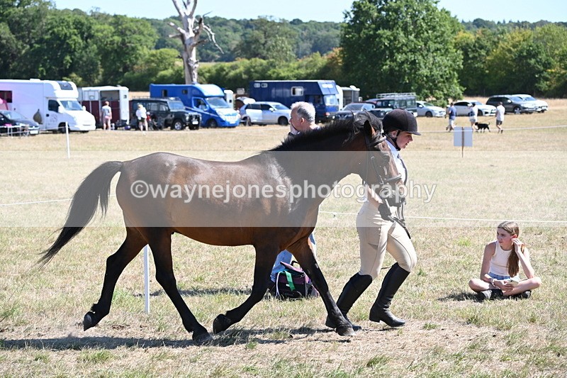 WJ6_8570 - Class 37b Best Loan Pony In-hand