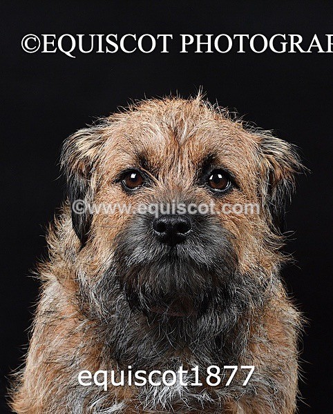 equiscot1877 - ODIE & TIA