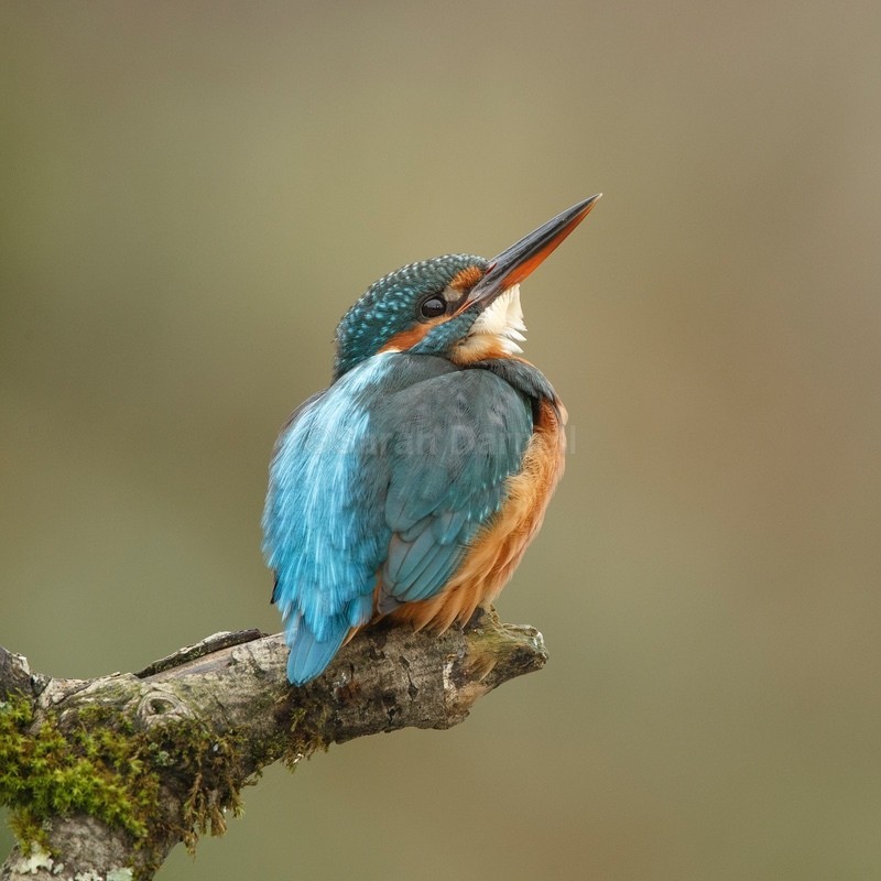 Kingfisher SD2544 - Greeting Cards