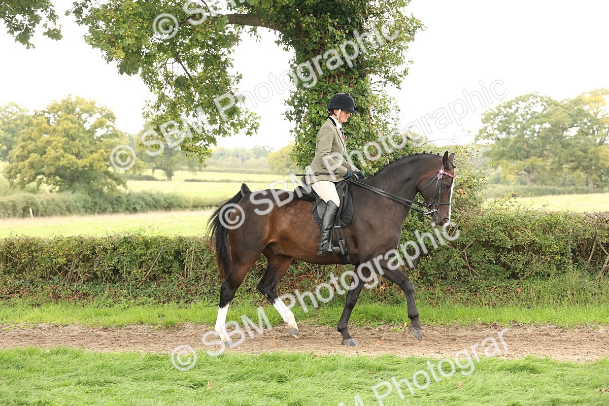 SBM_64162 - S65 - Riding Horse & Hack & Thoroughbred Ridden