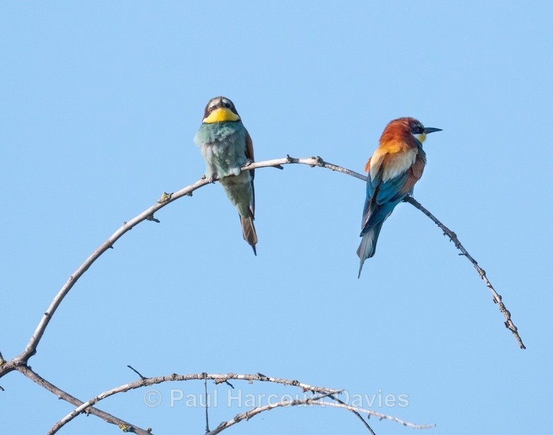 European bee eater (Merops apiaster) - Insects, Spiders and other Animals