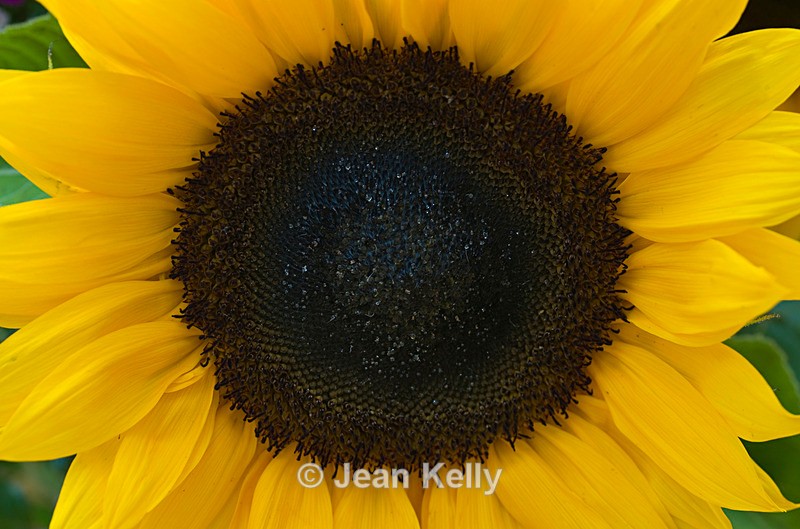 Sunflower - 4491 - Yellow