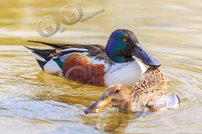 shoveler Anas clypeata-5611 - UK birds
