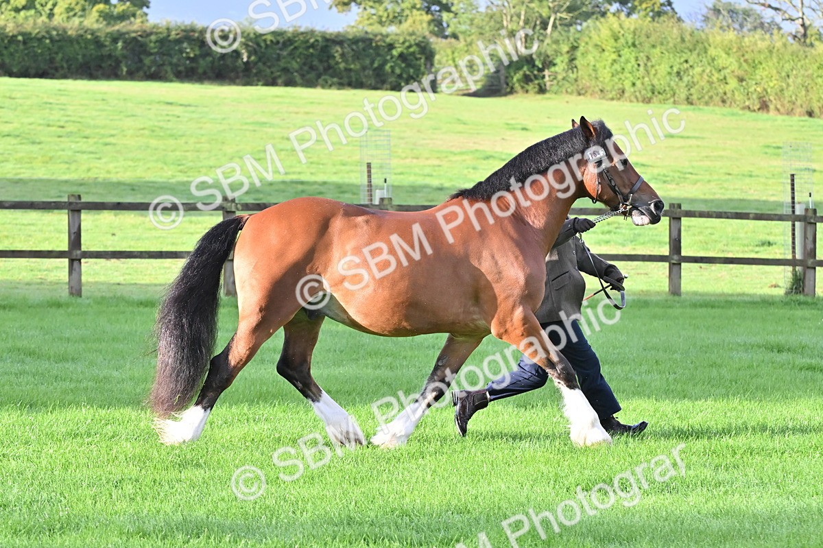 SBM_32615 - S15 - Top Turnout In Hand