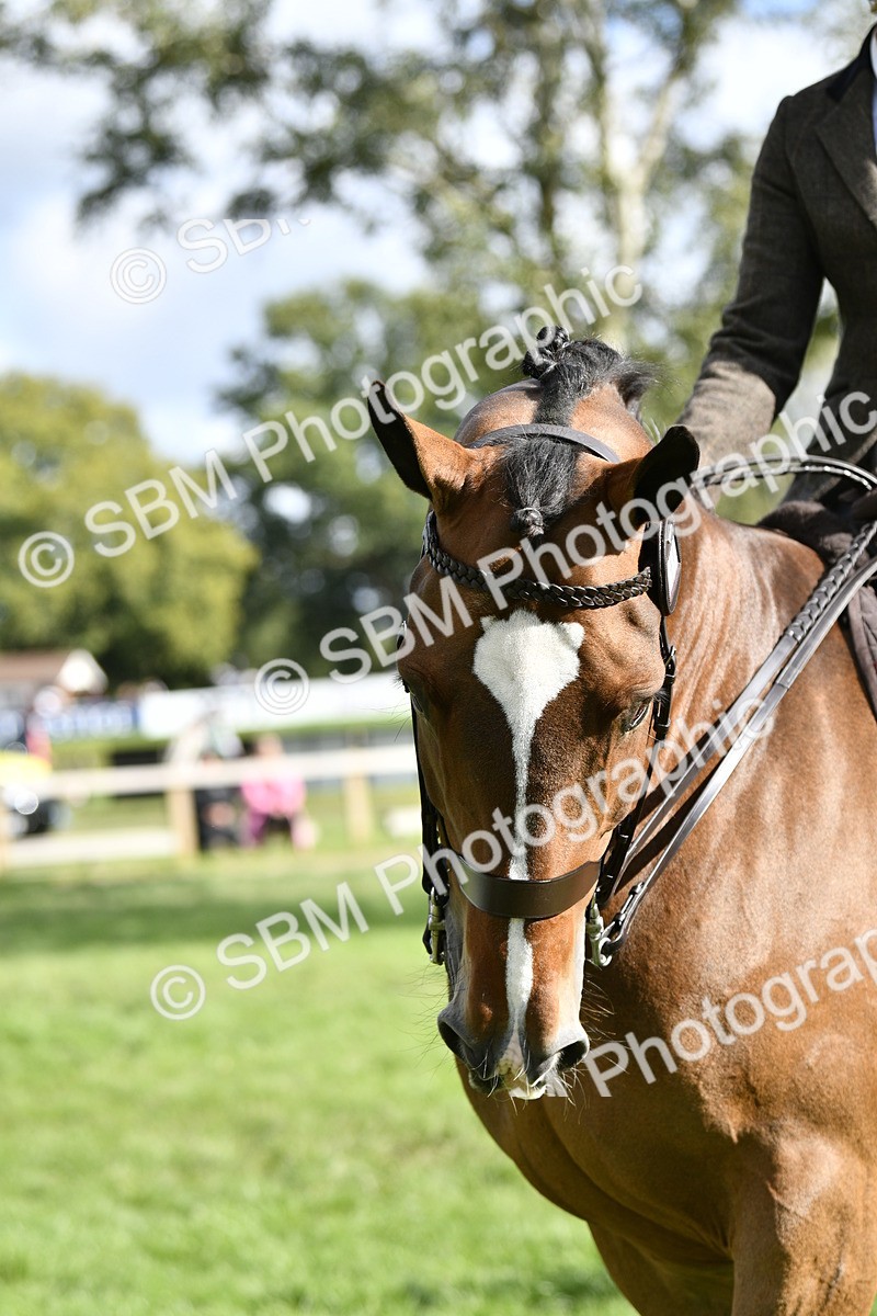 SBM_49978 - S34 - Novice & Newcomers Working Hunter