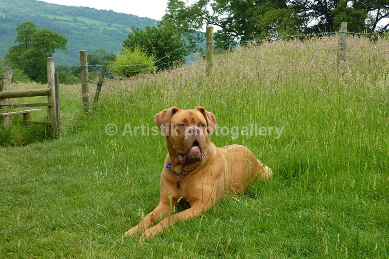 on a walk in June 2012 - Taz