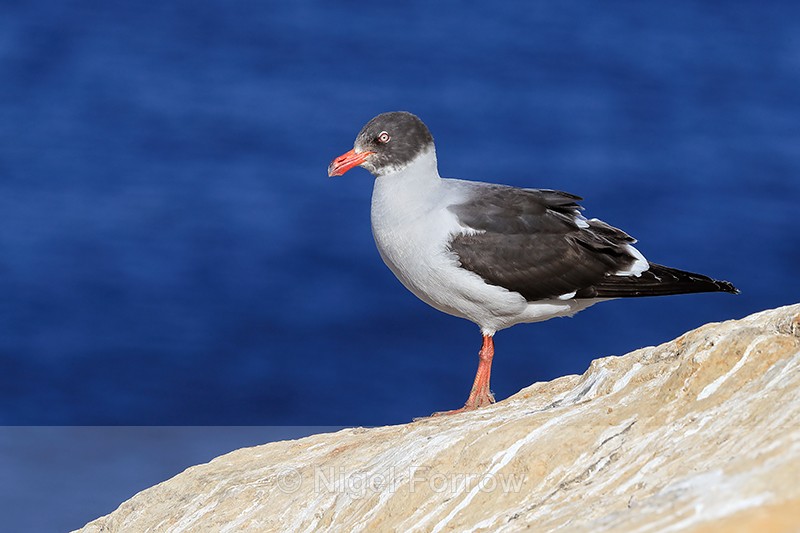 Dolphin Gull, Carcass Island, Falklands - Dolphin Gull