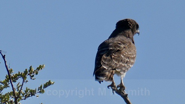 Juvenile Brown Snake Eagle - SA - BIRDS & INSECTS