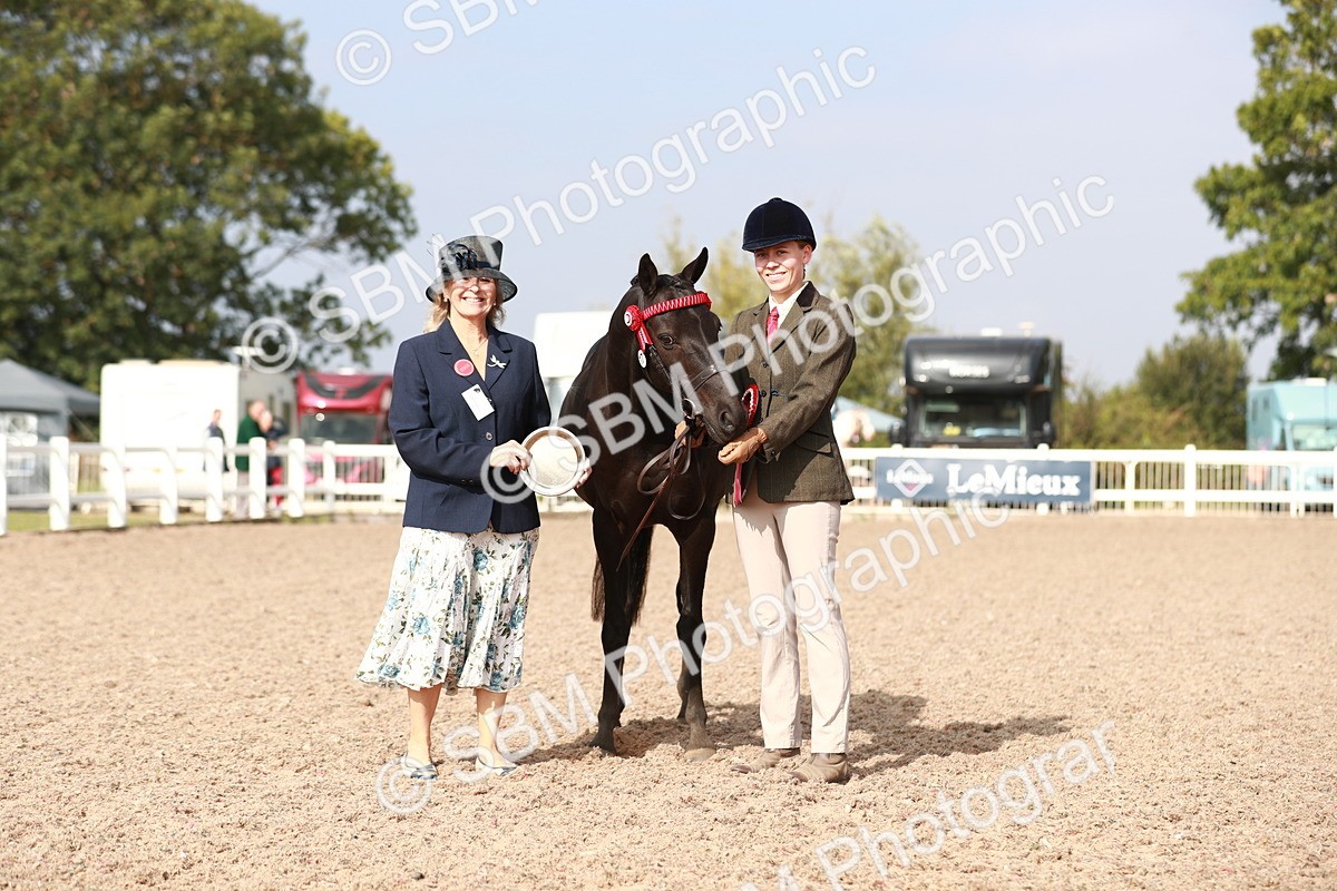 SBM_11126 - Class 205 IH Show Pony/ Show Hunter Pony
