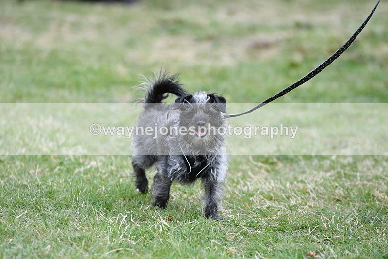 WJ5_9101 - Class 1 Best Cross Breed / Heniz 57