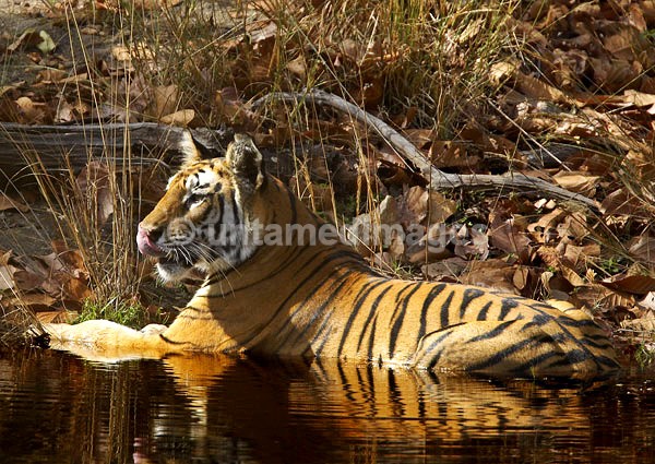 Royal bengal tiger - 4 - India