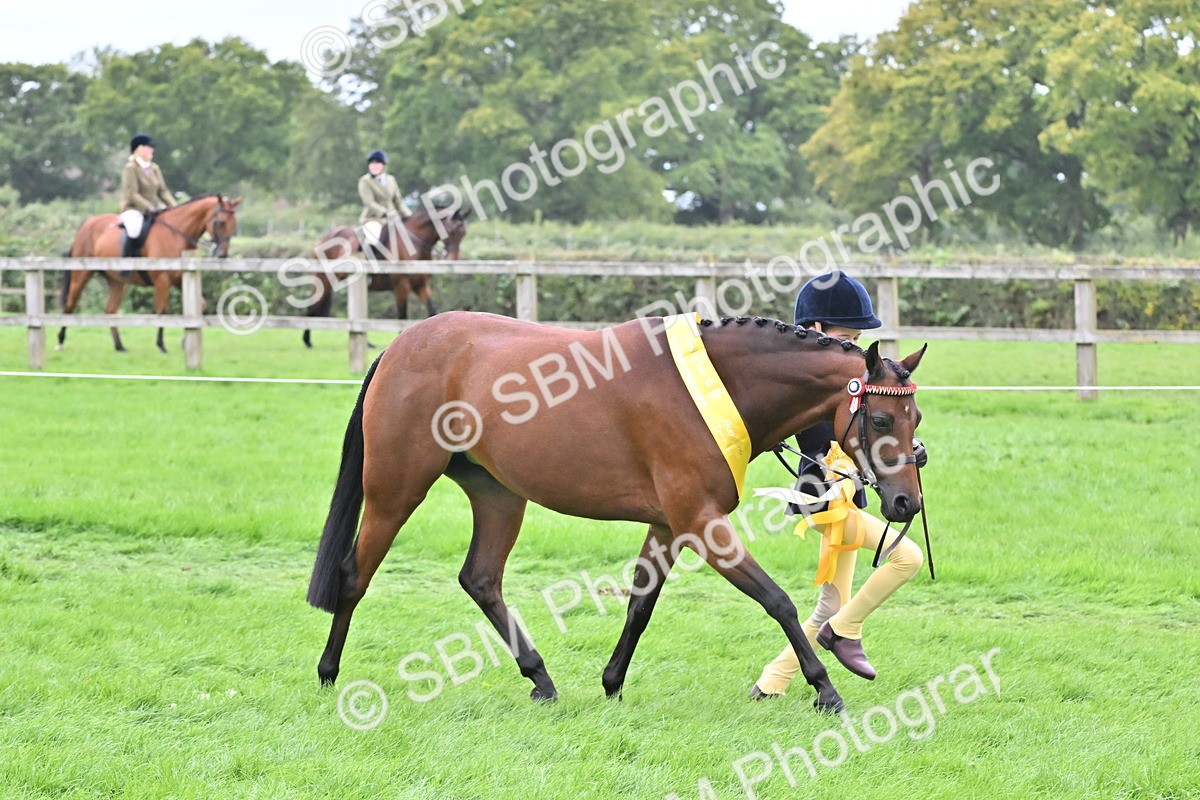 SBM_64966 - S50 - Show Pony & Show Hunter Pony In Hand
