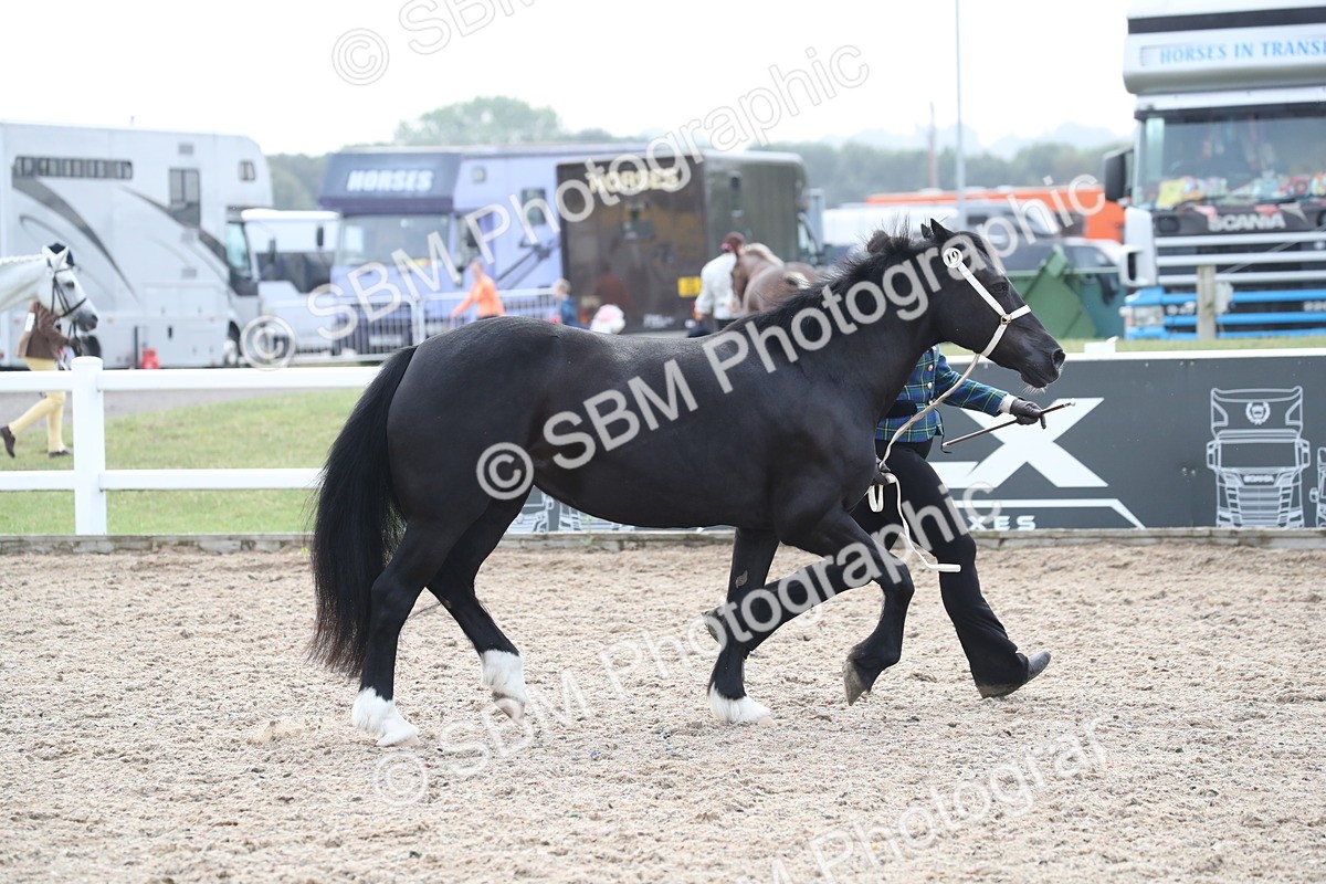 SBM_23299 - Class 606 - 2025 Area - IH Pre Vet