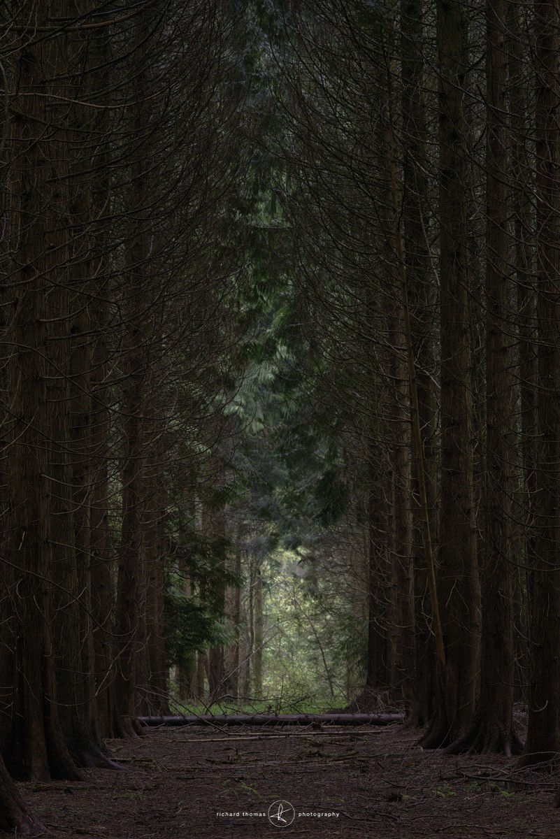 Tall dark forest - Woodland