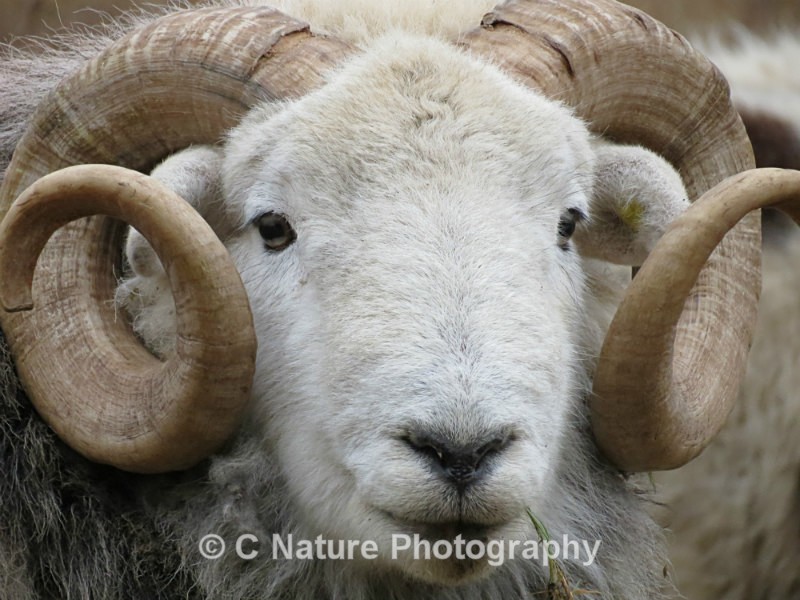 Ram - Animals