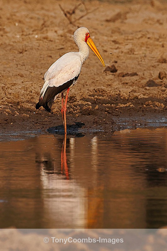 Yellow-billed Stork - Mana Pools ~ The Birds