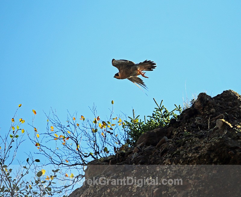 Falcon of the Rock - Birds of Atlantic Canada