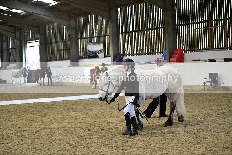 WJ5_4325 - Class 6 In hand M&M - Large Breeds