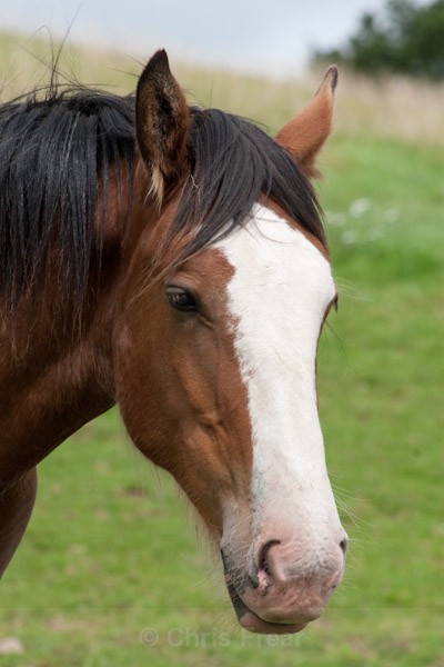 5 - Clydesdales
