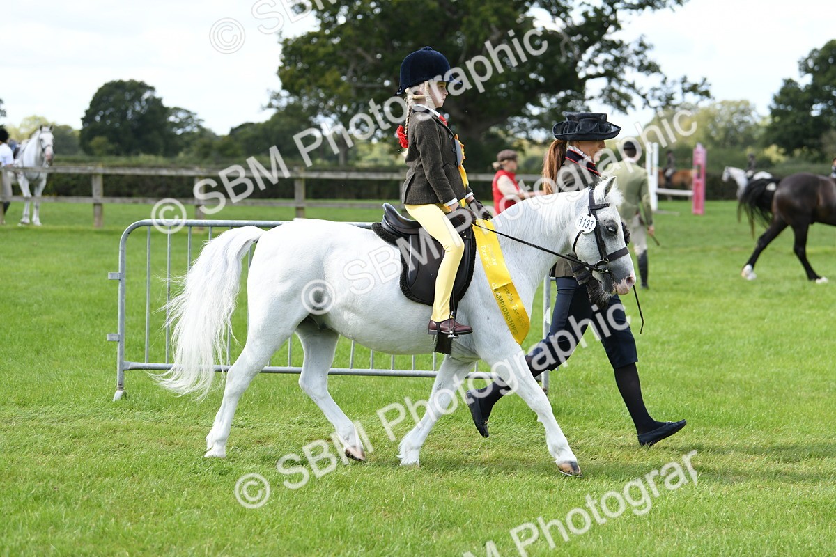SBM_42696 - S20 - Lead Rein Mountain & Moorland Pony
