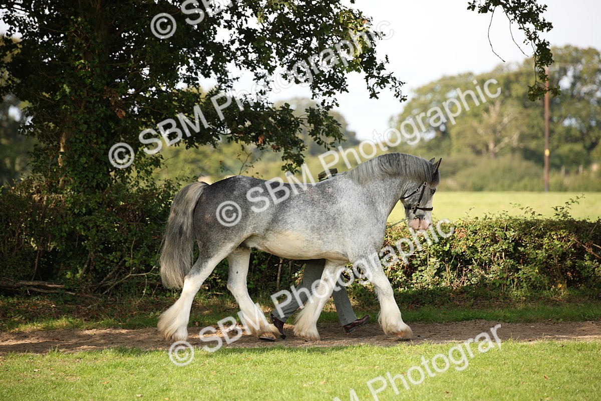 SBM_62183 - S55 - Traditional Cob In Hand