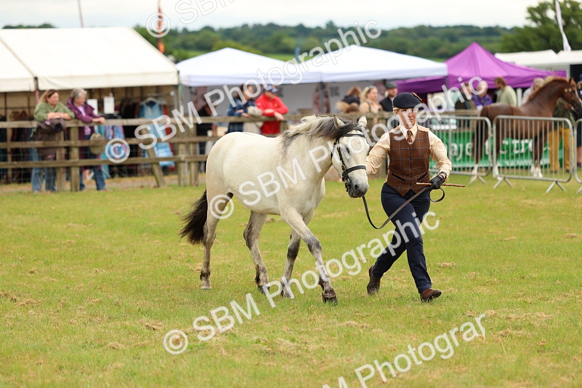 SBM_04062 - Class 64-67 - Shetland Pony In Hand