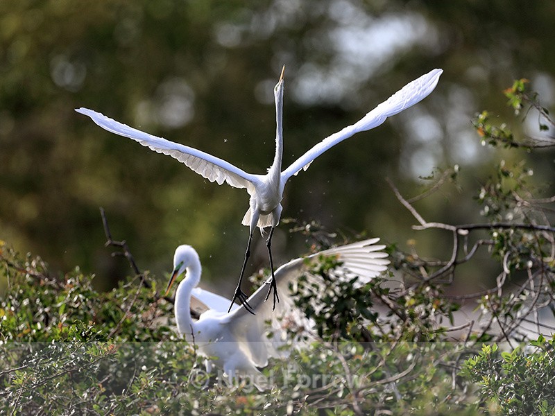 Great Egret takes off, Venice Rookery, Florida - Great Egret