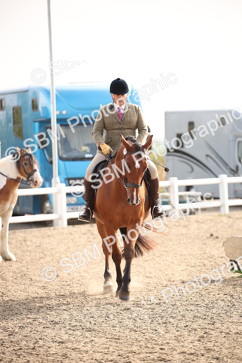 SBM_10276 - Class 402 Riding Club Horse