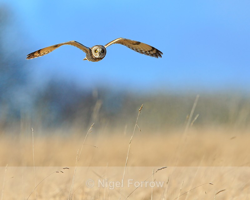 Short-eared Owl flying, Hawling, Gloucestershire - Short-eared Owl