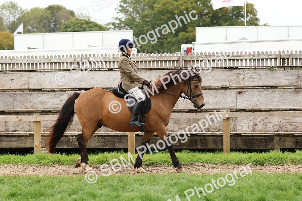 SBM_69524 - S62 - Mountain & Moorland Ridden Large Breeds