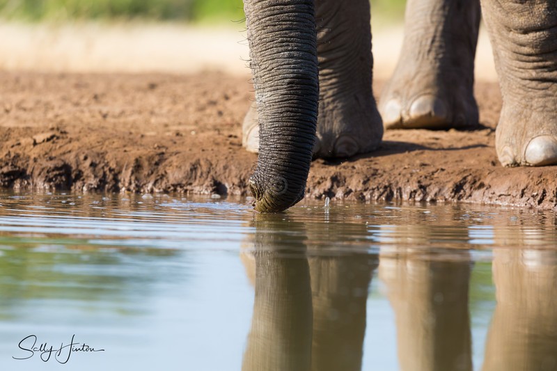 Legs and Trunks
