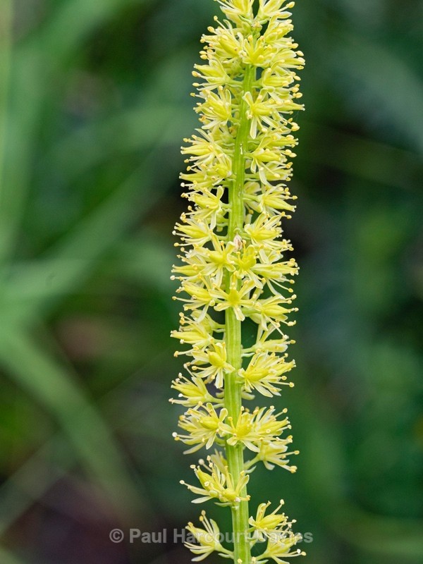 Tofield's asphodel (Tofieldia calyculata) also Alpine asphodel - Wild Flowers