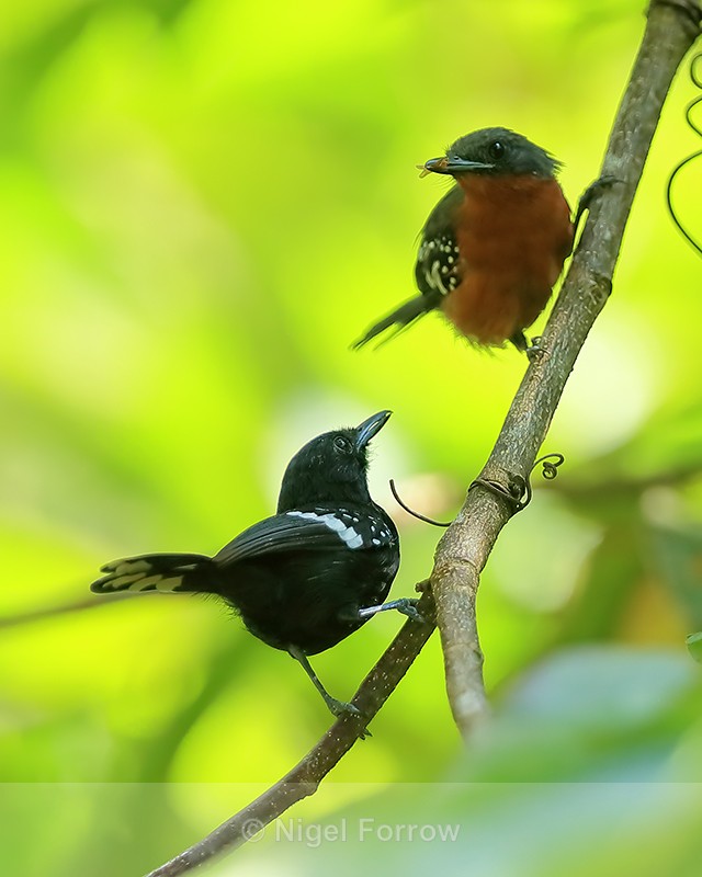 Dot-winged Antwren (male & female), Pipeline Road, Panama - Dot-winged Antwren