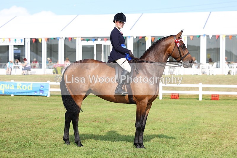 3E7A8416 - Class 2: Rising Star Large Hack/Riding Horse