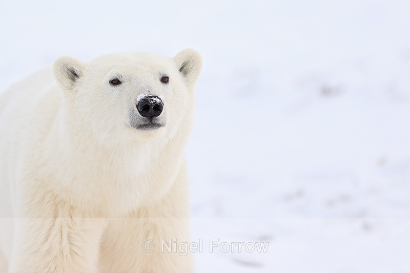 Polar Bear near to buggy, Churchill, Canada - Polar Bear