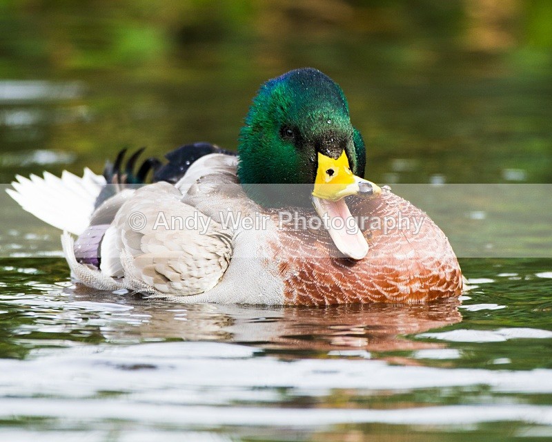 20101002_1362 - Mallard