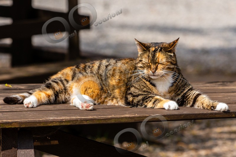 Cat domestic-4168 - Pet Photography