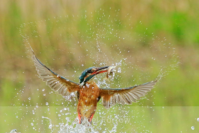 Kingfisher (female) emerges from water with fish, Scotland - Kingfisher