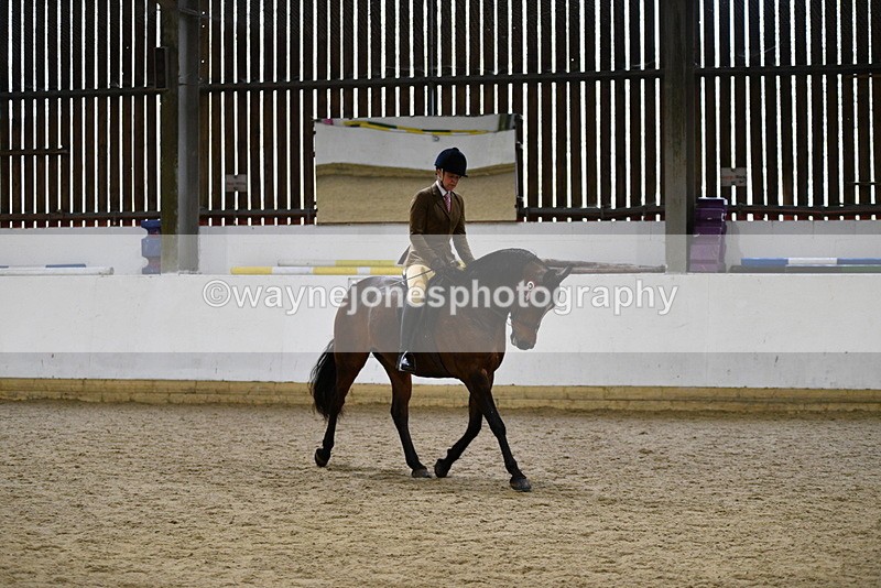 WJ5_8918 - Class 15 Ridden Show Horse