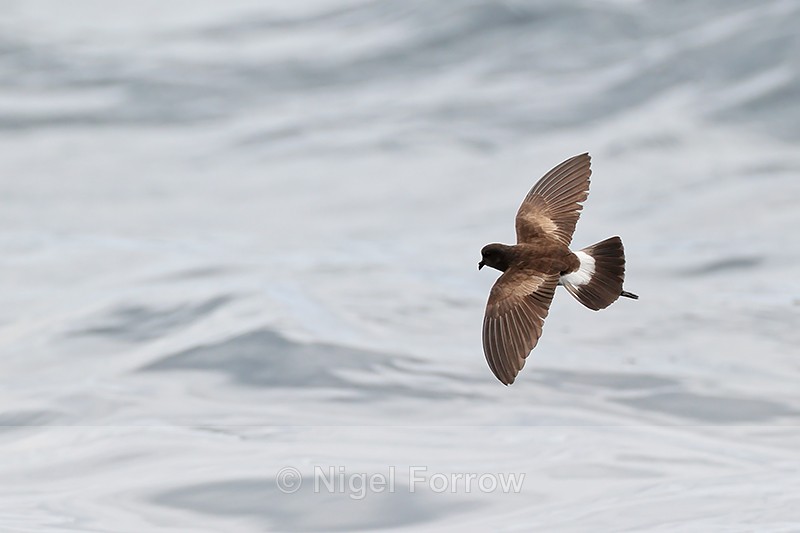 Elliot's Storm-Petrel from above, Champion Islet, San Cristobal - Elliot's (White-vented) Storm-Petrel