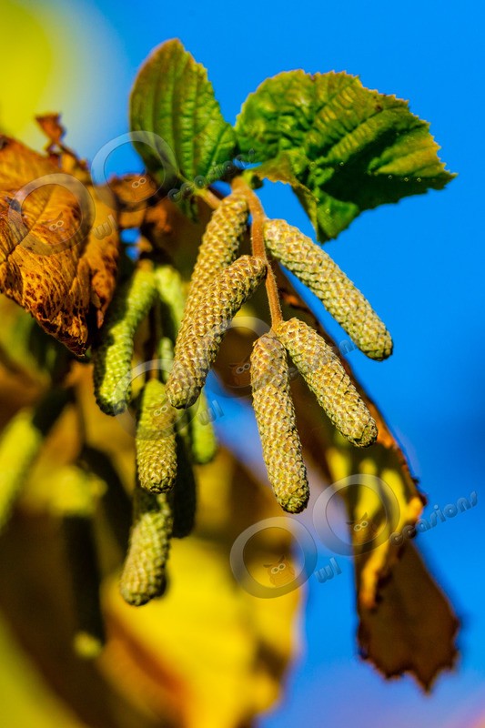 Hazel catkins Corylus avellana-0044 - Plants and trees
