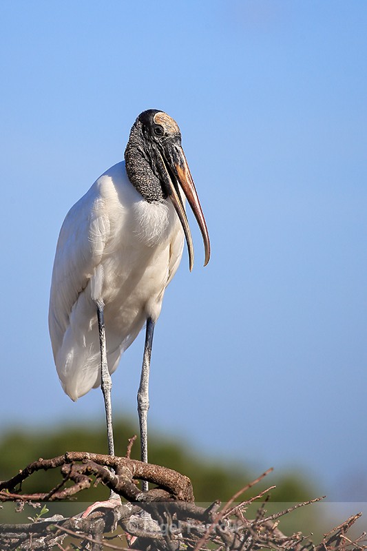Wood Stork with open bill, Wakodahatchee Wetlands, Florida - Wood Stork