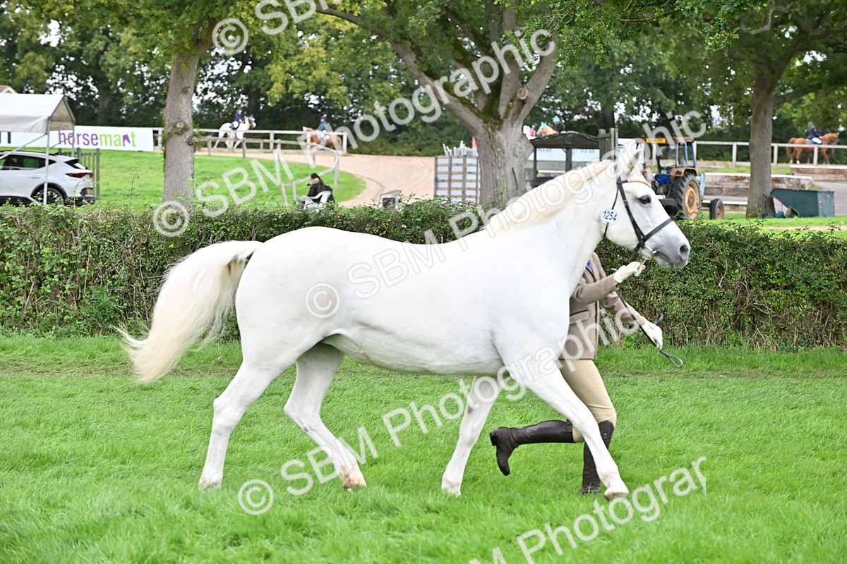 SBM_63248 - S49 - Mountain & Moorland In Hand Large Breeds