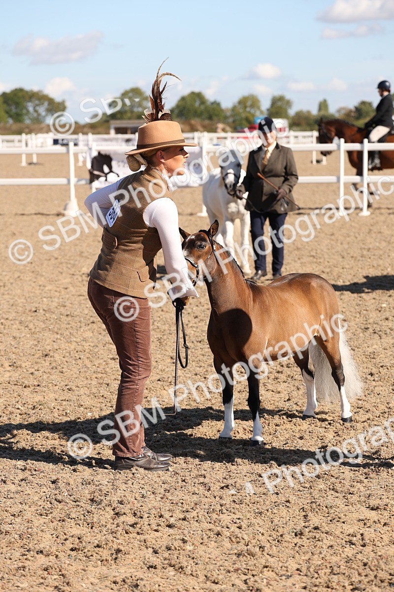 SBM_12942 - Class 206 - IH Non Show Type Pony