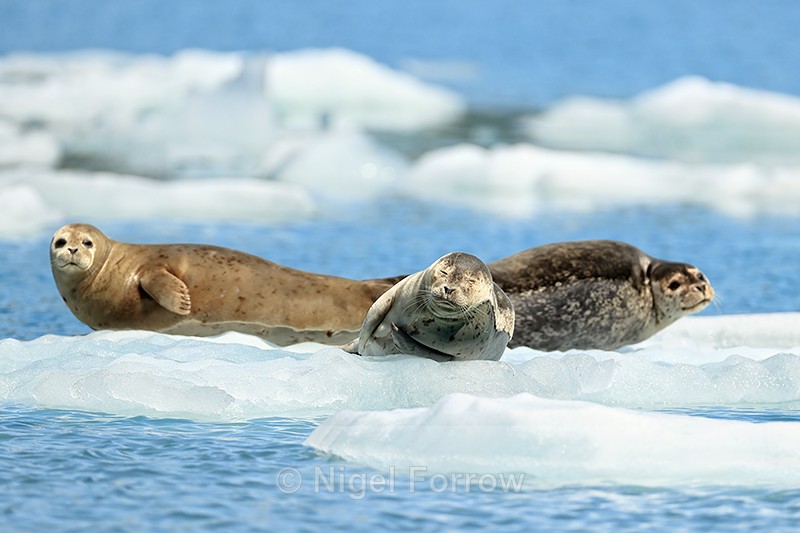 Common Seals Resting On Ice, Surprise Inlet, Alaska