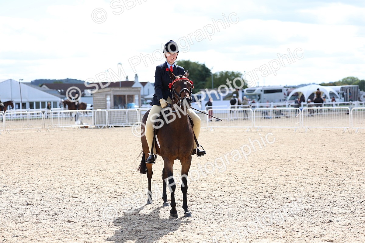 SBM_13309 - Class 311 - Ridden Show Pony Show Hunter Pony