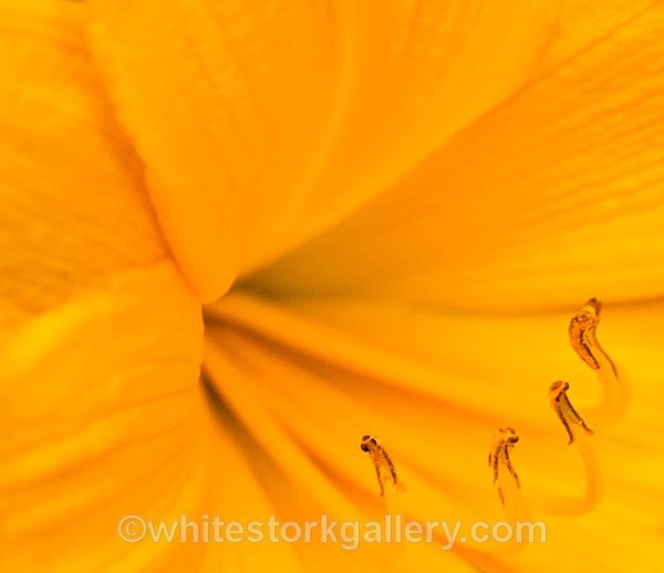 Yellow Abstract - Up Close !