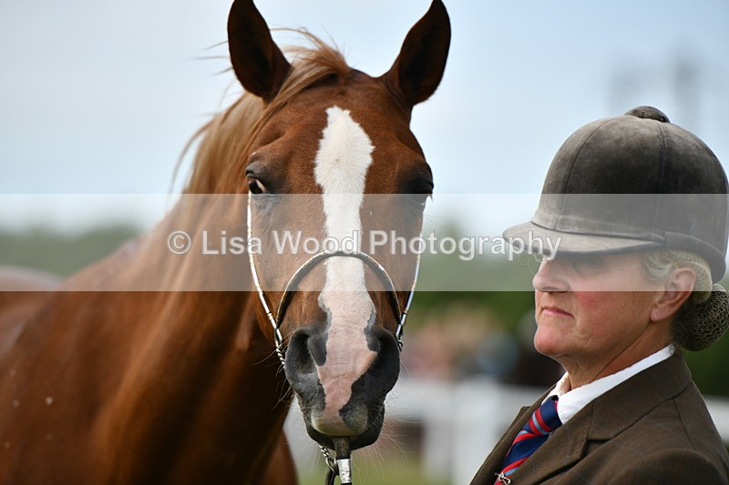 DSC_8549 - Class 69: Pure, Anglo & Part Bred In Hand Arab