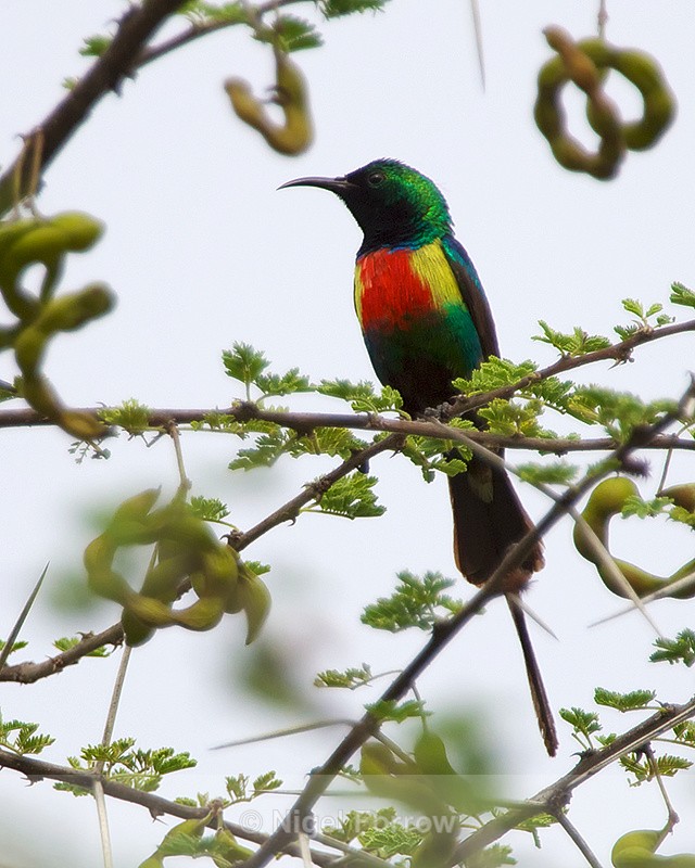 Beautiful Sunbird perched on a branch - Beautiful Sunbird