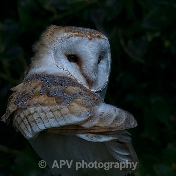 _DSC0894 - Birds of Prey Workshop